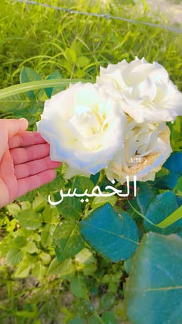 ام باقر